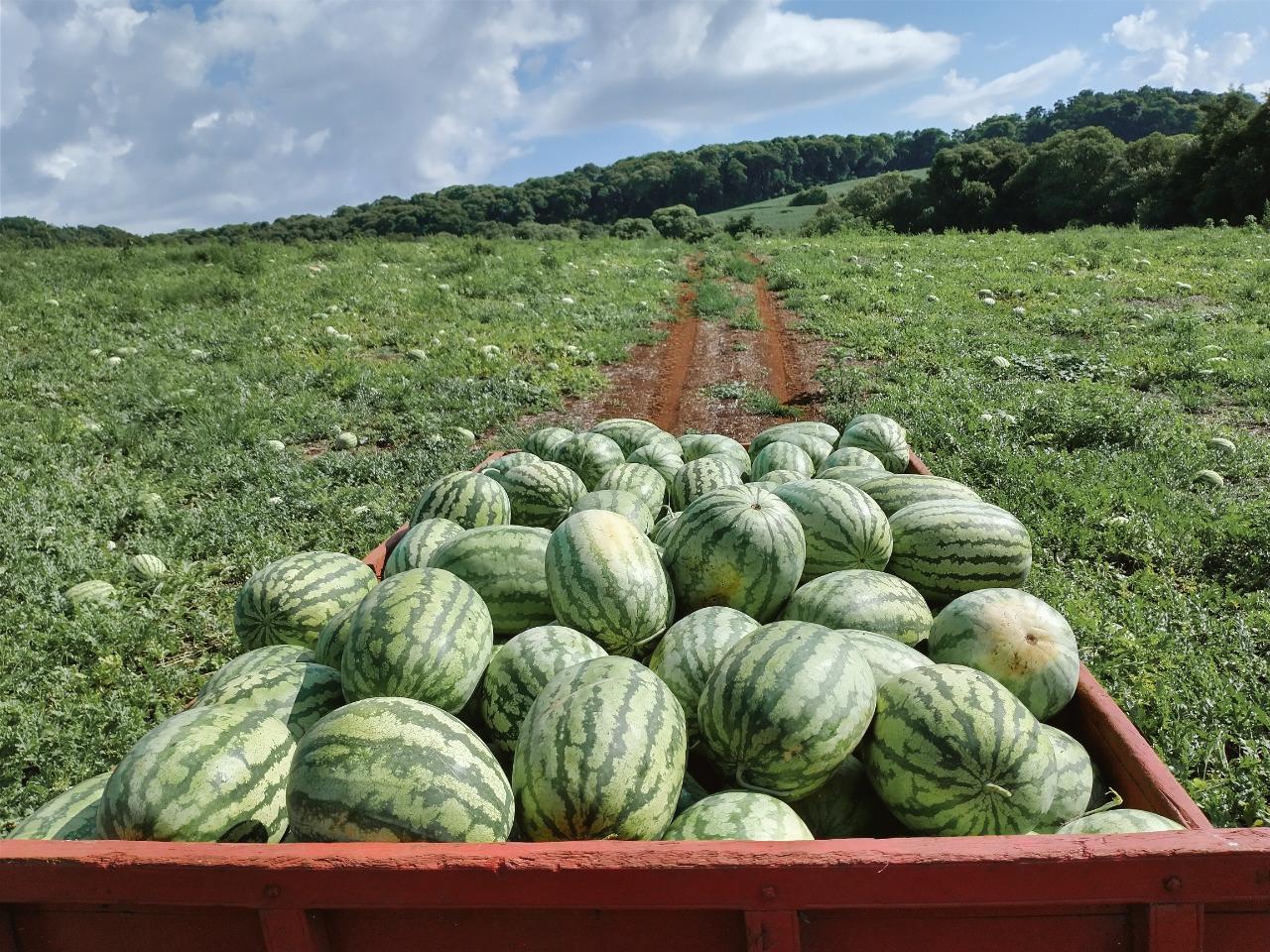 Melancia é Terceira Fruta Mais Produzida No Brasil Agrishow 7267